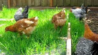 Grazing Frames For Backyard Chickens -- Free Plans At Thegardencoop.com