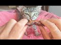 Sweet Little Cat Eats Fish.