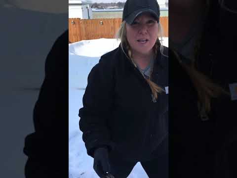 Winter Arborvitae care!  Don't let the snow ruin your young Arbs!