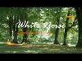 [8 HOURS] White Noise: Sounds of Birds Chirping. Sleep | Study | Focus | Relax