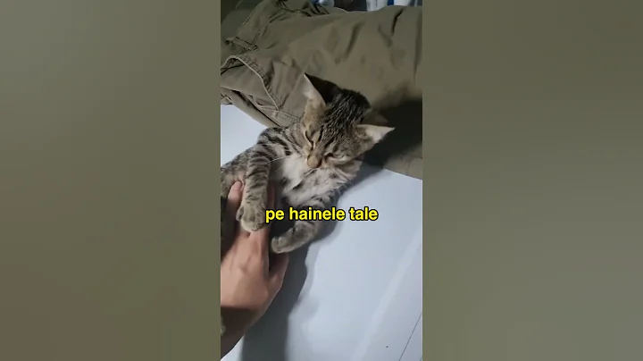 Cum iti dai seama daca pisica ta te iubeste? #short #shorts