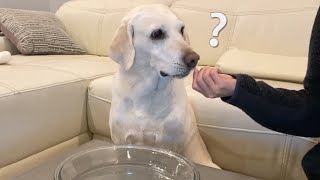 Feeding My Dog Invisible Food