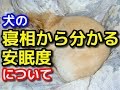 【愛犬のための知識】犬の６つの寝相から分かる安眠度について【犬を知る】