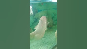 cho cá phát tài ăn