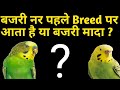 Budgies Male Pahle Breed Par Aata Hai Ya Budgies Female Pahle Breed Par Aati Hai