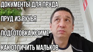 Ответы на вопросы. Разрешение для пруда, пруд из ручья, подготовка к зиме, мальки осетра.