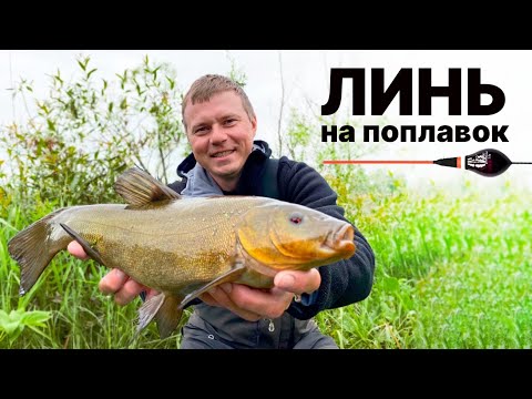 видео: Секреты ловли линя на поплавок, тактика, стратегия, питание рыболова))