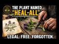 It Grows in Your Lawn. It Beats a Virus Drugs Can't. Why Were Doctors Taught to Ignore It?