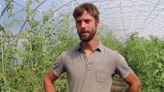 The Local Harvest | Organic Growing Stories