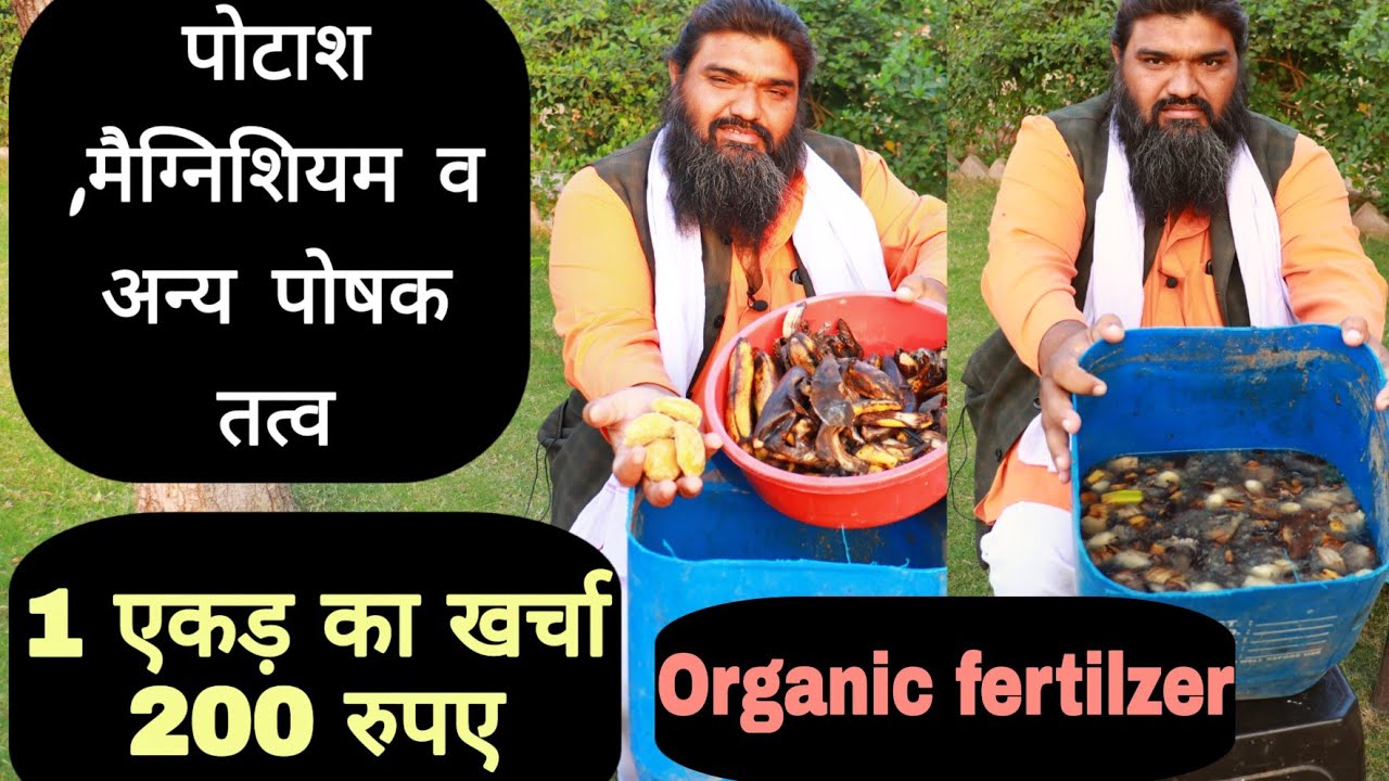 केले के छिलके से बना जैविक फर्टिलाइजर सब्जियों की फसल में मचाया धमाल||