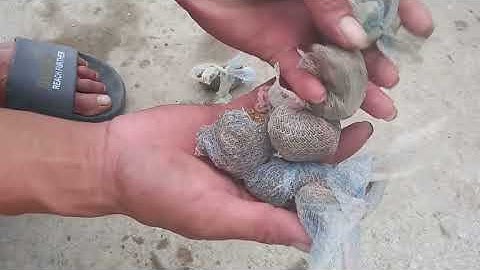 Cách Làm Mồi Đặt Lộp Tôm Tép Rất Đơn Giản Mà Rất Hiệu Quả