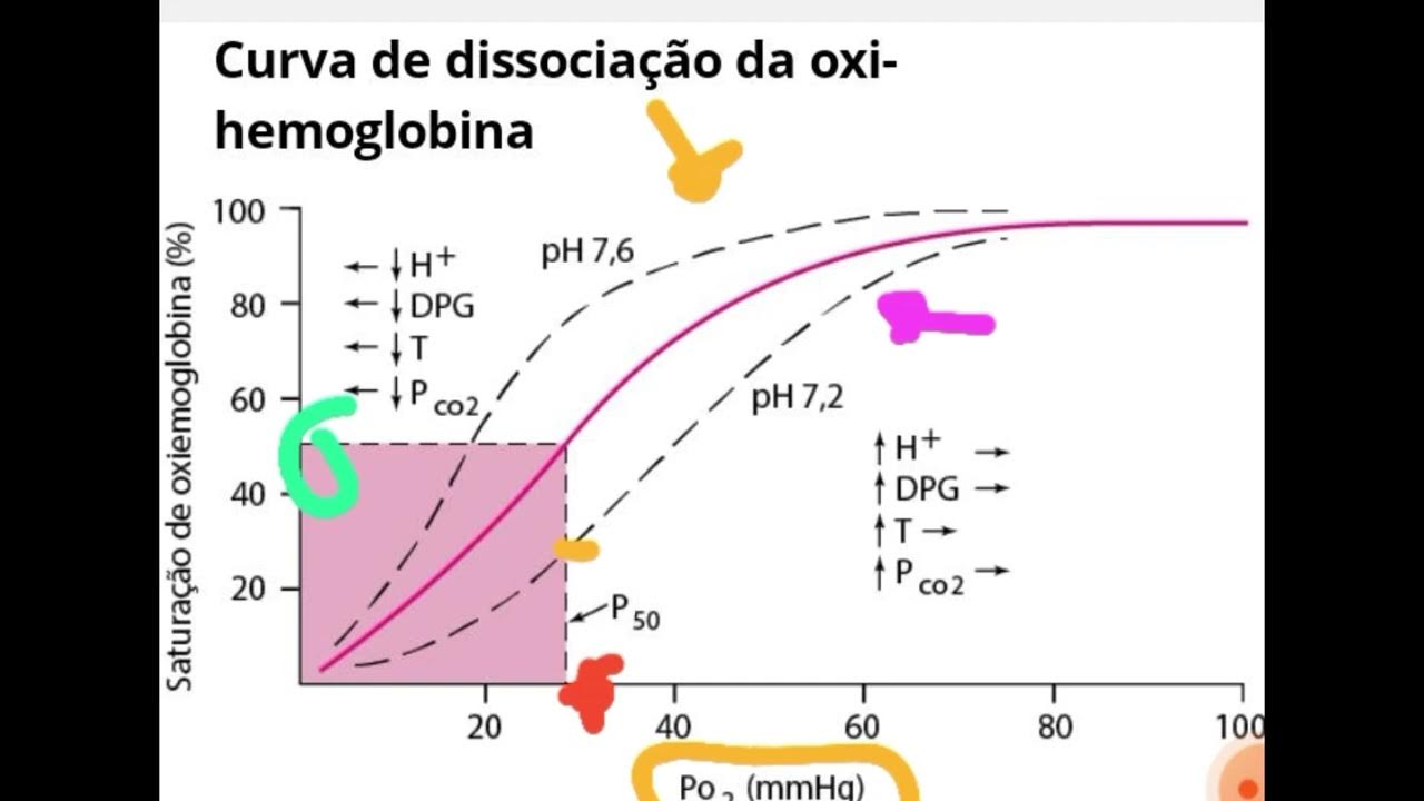 Curva de dissociação da oxihemoglobina YouTube Curva de dissociação da oxihemoglobina YouTube