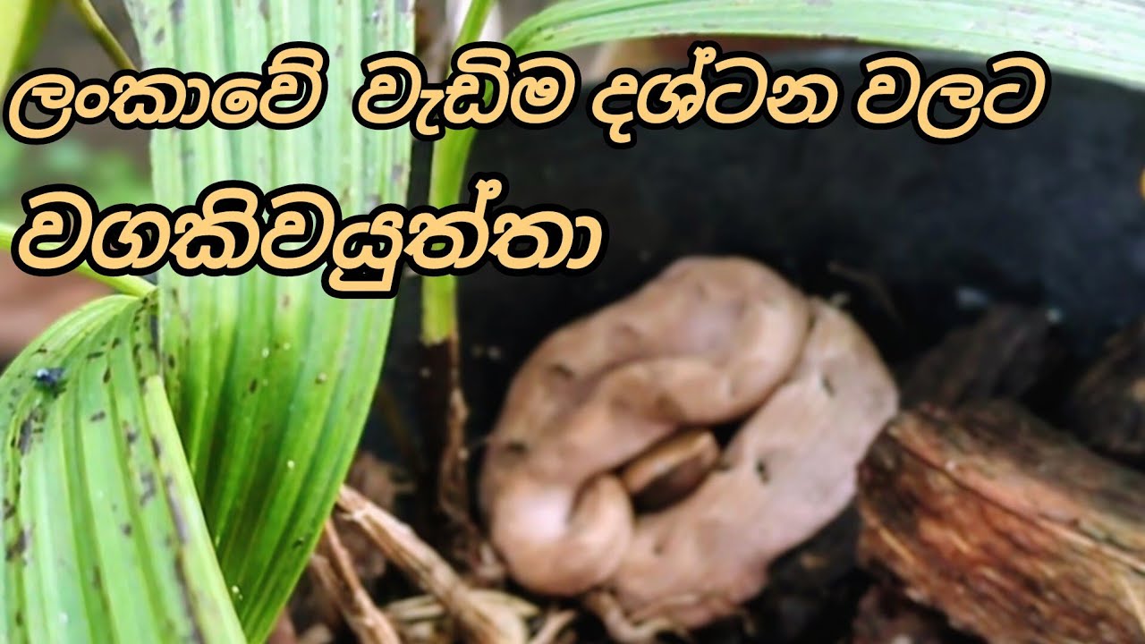 පරිස්සමෙන් ඉන්න ඕන...hump-nosed pit viper.පොලොන් තෙලිස්සා 