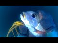 Lapit! Kapit! Spearfishing||Dip City SF