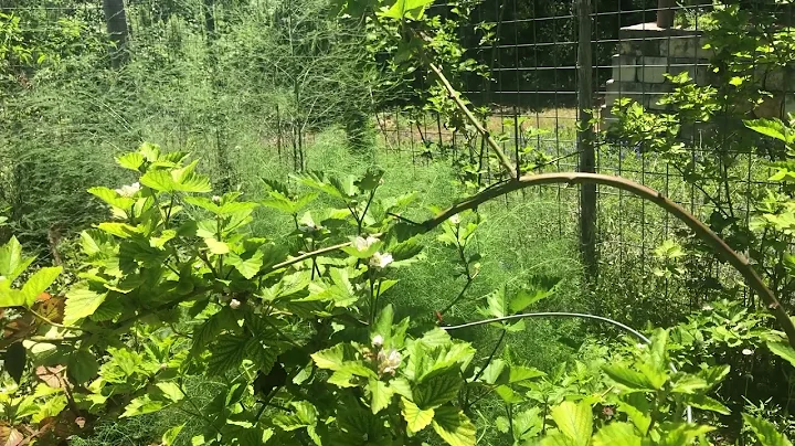 Martin Food Forest