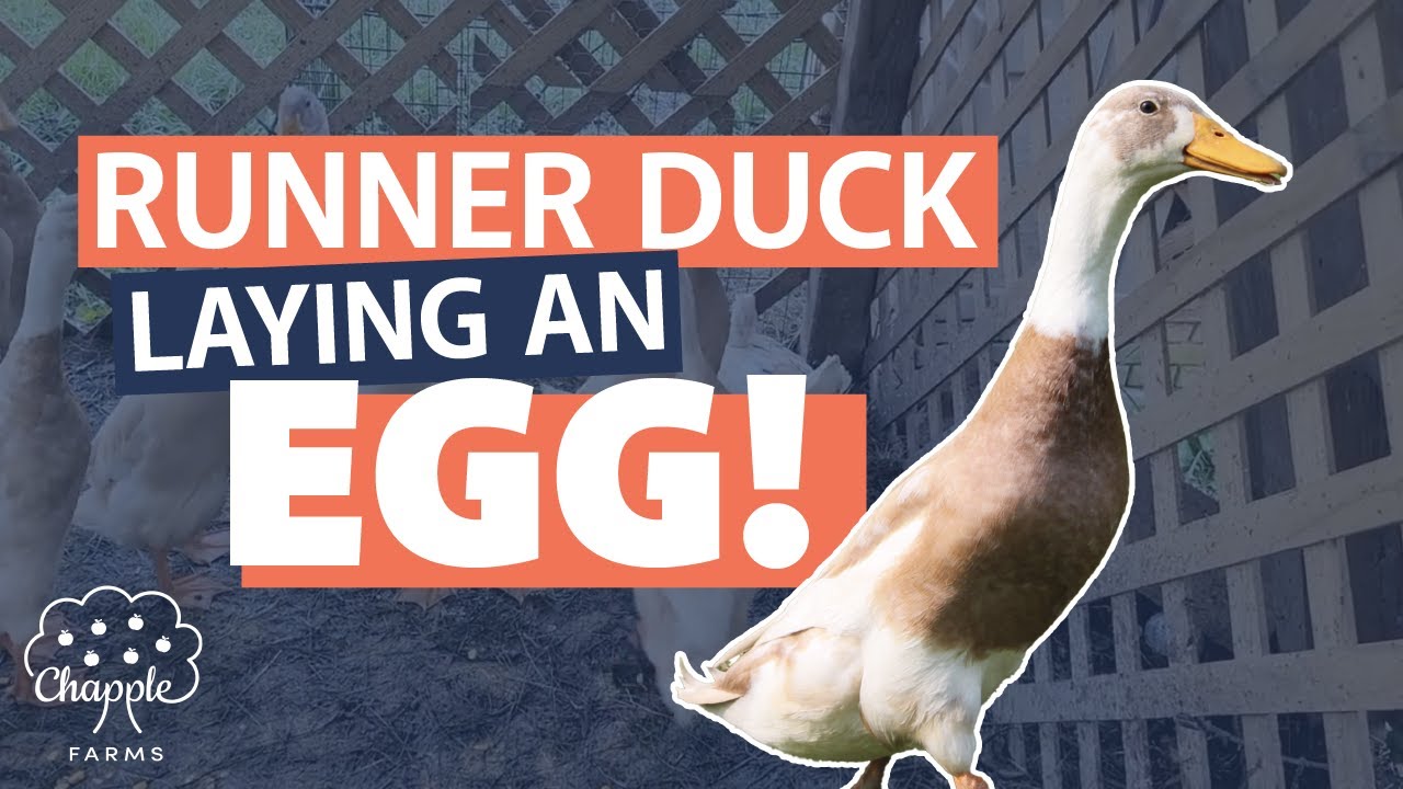 Runner Duck Laying an Egg! YouTube