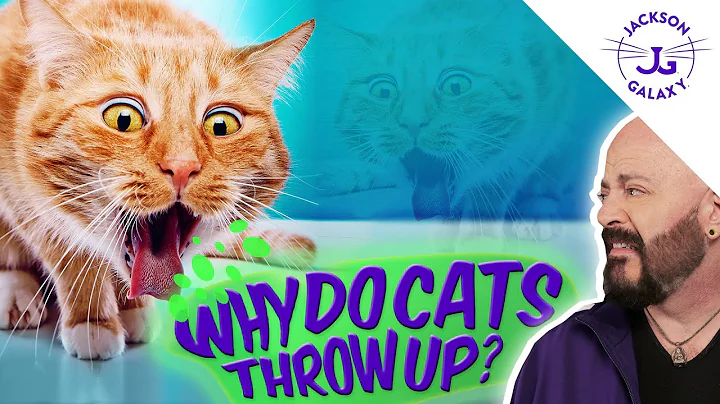 Why Do Cats Throw Up So Much? - DayDayNews