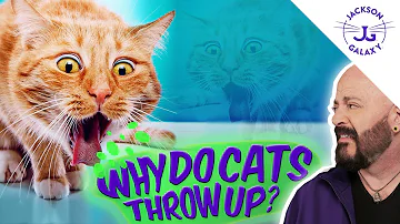Why Do Cats Throw Up So Much?