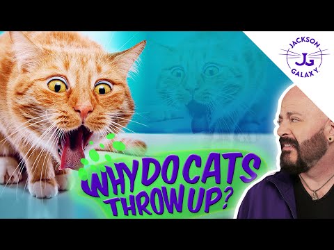 Video: Why Does The Cat Vomit