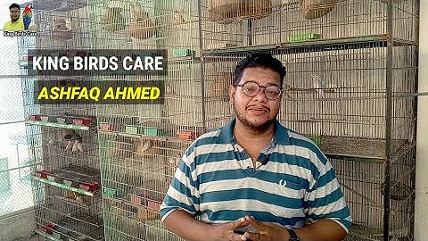 Fawn java Sparrow Breeding Tips | King Birds Care | Java sparrow breeding tips | Java Bird