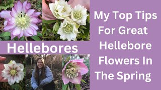 Hellebores | Tips On How To Look After Your Garden Hellebore Plants