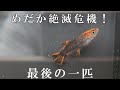 メダカ全滅寸前、最後の１匹を救いたい！繋げたい！ビオトープで残りの時間を生きて