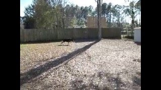 Sterling.avi