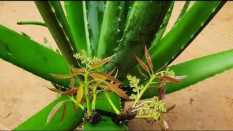 Technique Grafting Mango From Cutting And Get Growing Roots In Aloe Vera