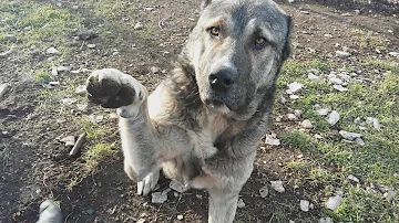 Узнал хозяина спустя 3 года!