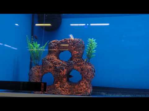 My mostly favorite isle from the Petco store (FISH AQUARIUM)