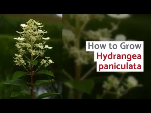 Video: Hydrangea paniculata: planting and care