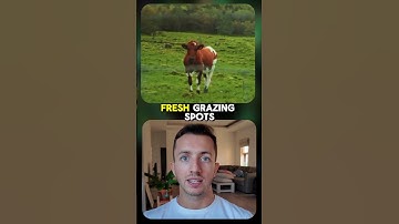 The revolutionary red robot transforming cattle farming! #airobot #aitrends #airevolution2025