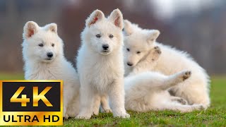 FUR FRIENDS 4K 🐾 Relaxing Music to Relieve Stress, Anxiety and Depression • Mind, Body