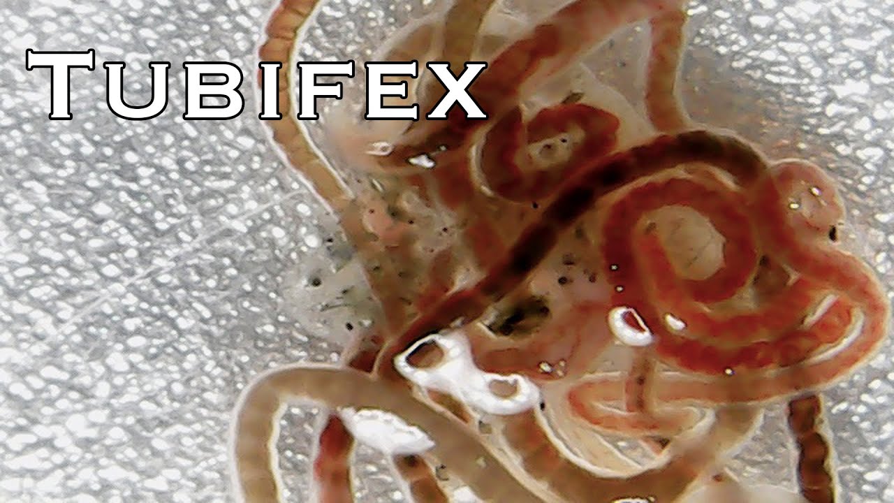 Tubifex ¿Qué es? ¿Lombriz de Sangre? ¿Cómo mantenerlo vivo?