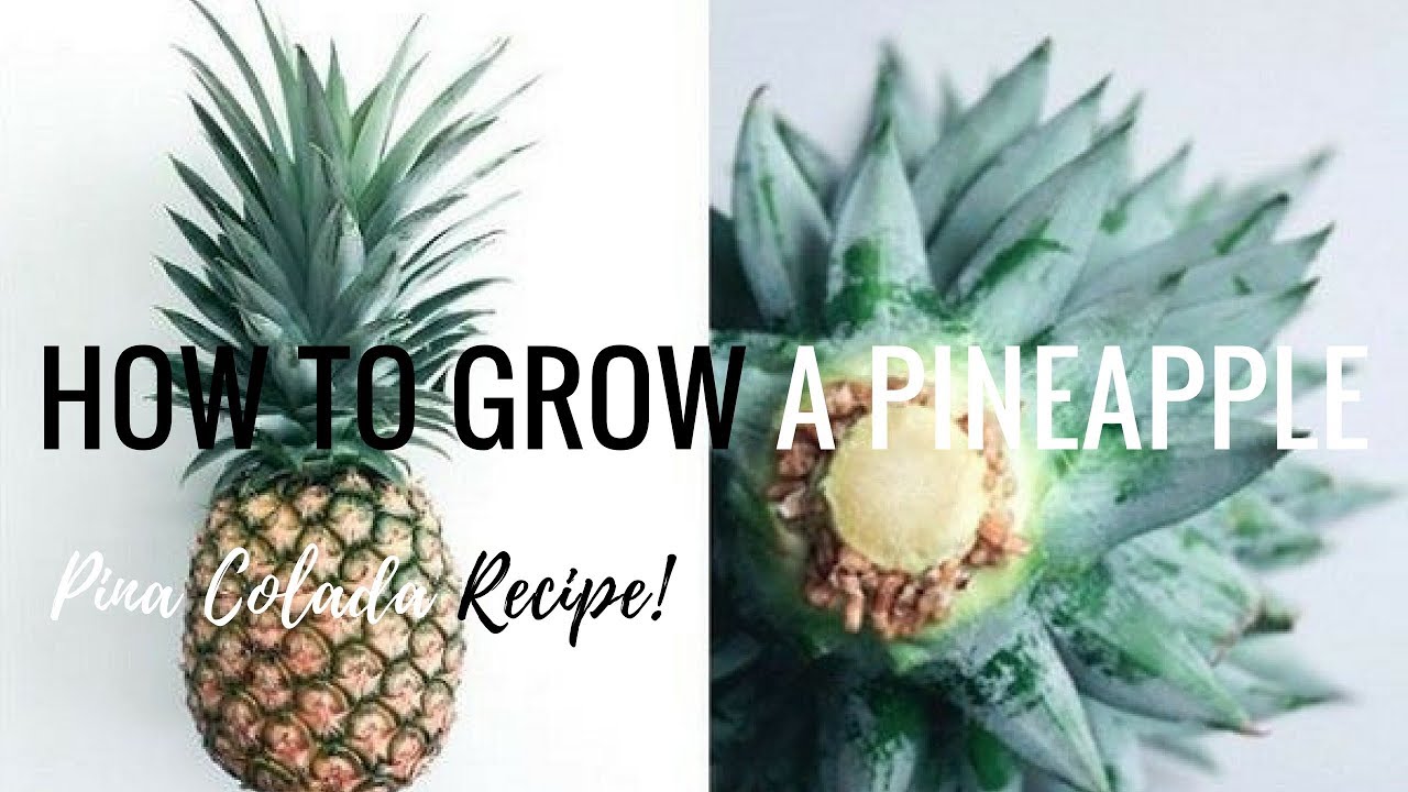 VIRGIN PINA COLADA | How to grow a PINEAPPLE plant - YouTube