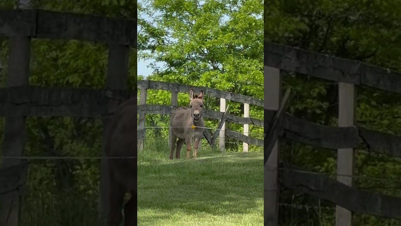 Purchase Official Crypto Nostra / Don't Be a JackAss / Be A SmartAss & Buy $OCN Today 