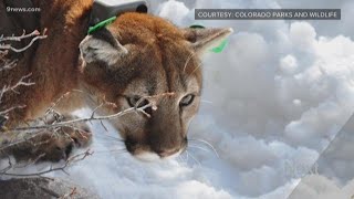 What GPS tracking tells us about mountain lions in Colorado