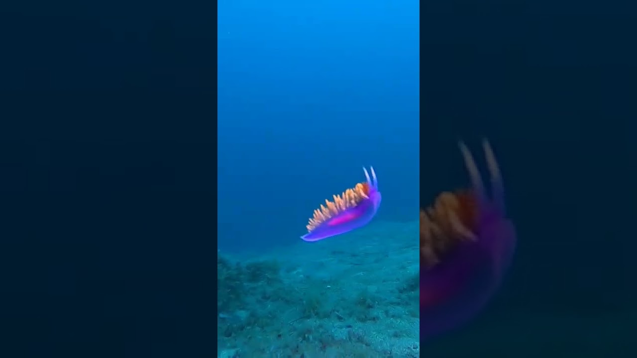 Spanish Shawl attacked by SandDab