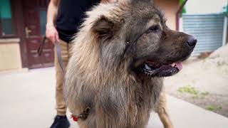 Titans family presents: Our Caucasian Shepherd spring puppy litter  Parents Turina & Thor