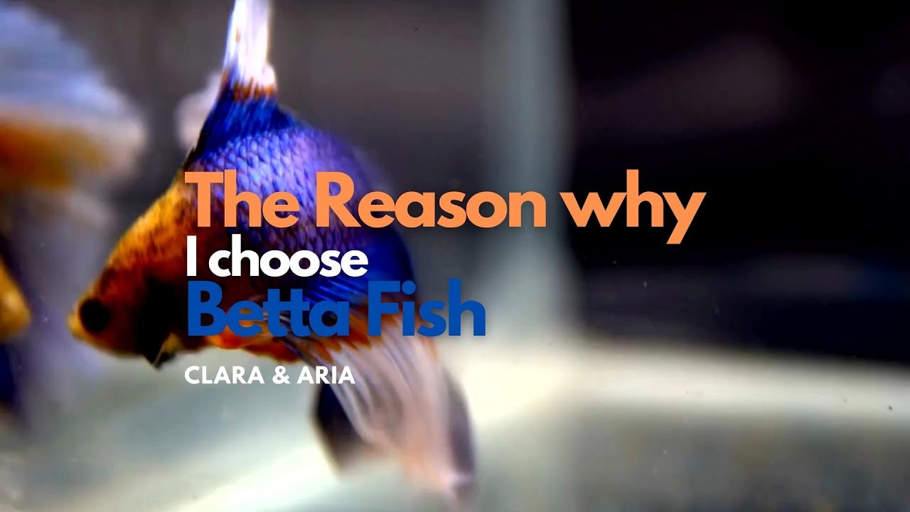 They Reason Fish The Reason why I choose Betta Fish - YouTube