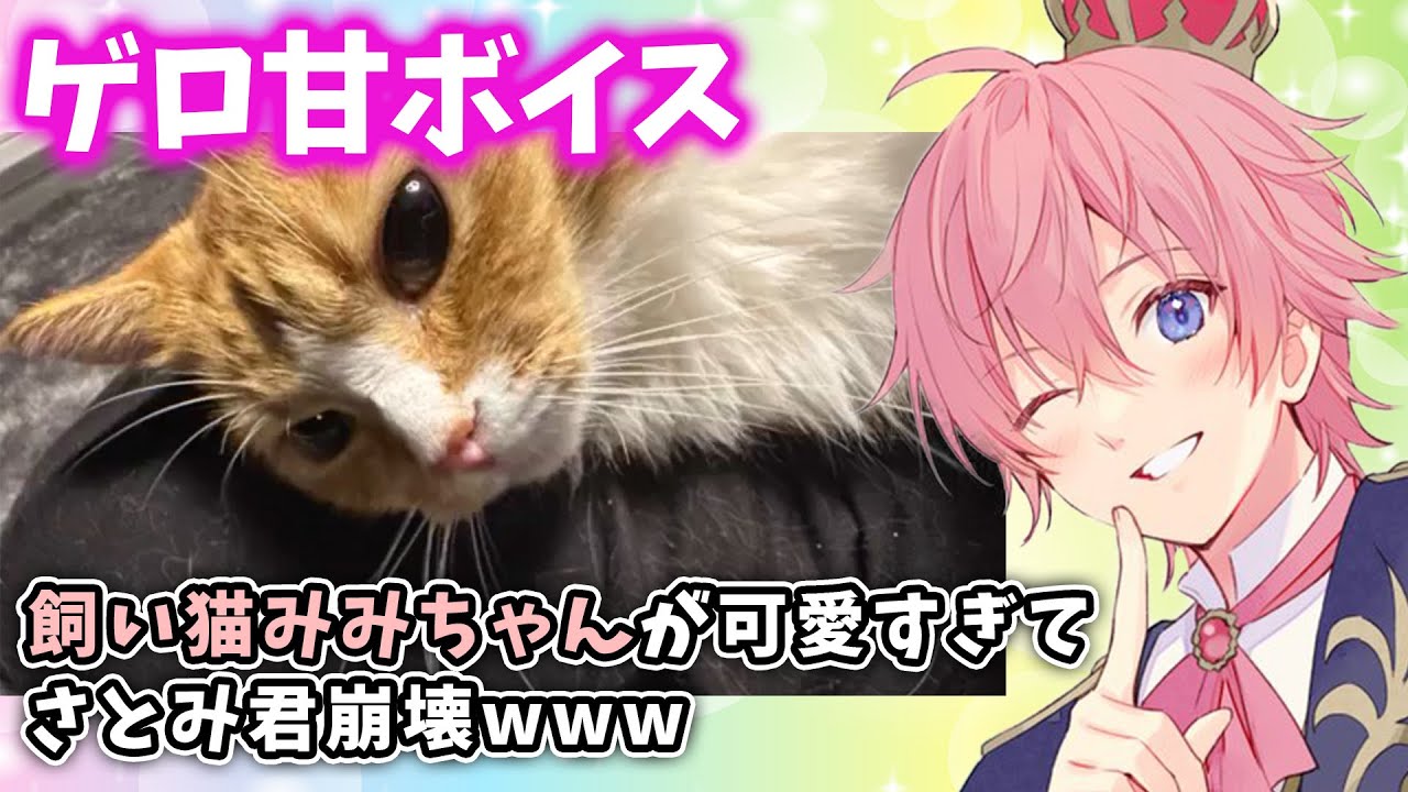 サトゴロウ!? 愛猫みみちゃんが可愛すぎて ムツゴロウさん化するさとみくんWWW【すとぷり】【さとみ/切り抜き】