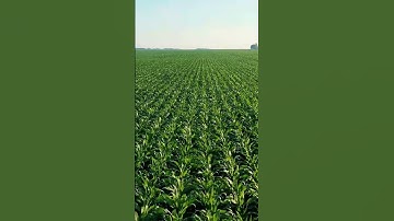 short kebun jagung terbesar di dunia #pemandangan #alamindonesia