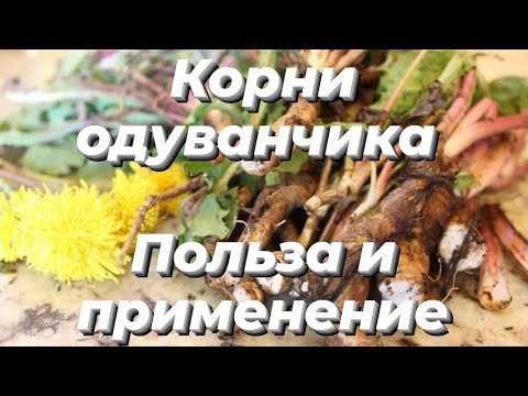 Корни одуванчика. В чем польза и их применение.