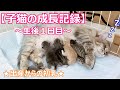 【子猫の成長記録♡マンチカン短足♡タマちゃんの子育て】2020年11月最新ブリーダー情報!!∼タマの日常Vol.24∼猫の子育て動画♡猫専門ブリーダー『ペット蔵人』