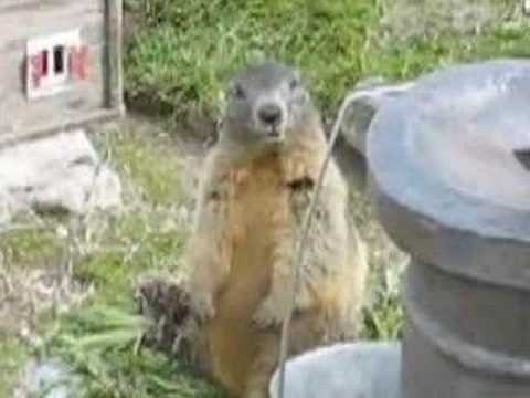 Dramatic Swiss Marmot