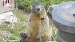 Dramatic Swiss Marmot