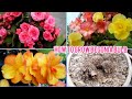 Begonia Flower | Begonia Flower Plant Care | How to Grow Begonia by Bulb | Begonia Corms/Tubers