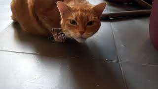 Что с КОТОМ ? ПОМОГИТЕ!!! У Барсика астма? Что с КОТОМ ? ПОМОГИТЕ!!! У Барсика астма?