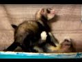 Cute Baby Ferrets Play Fight
