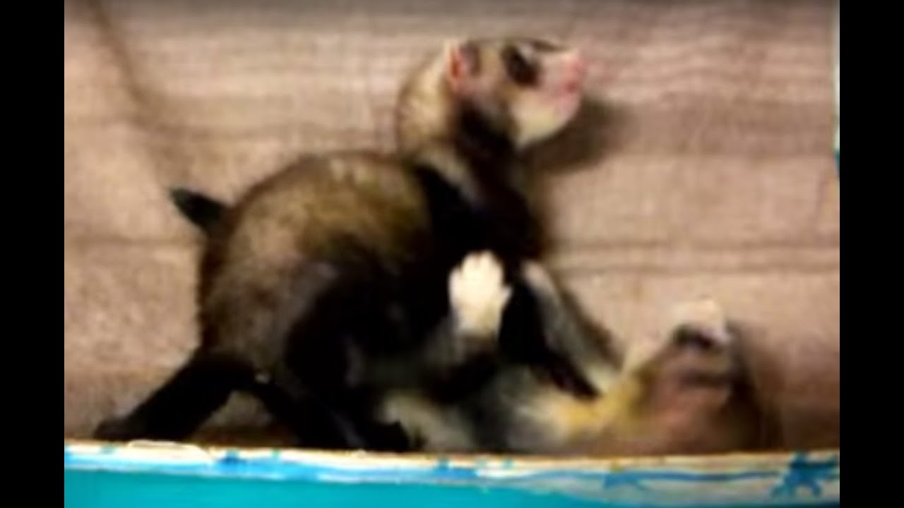 Cute Baby Ferrets Play Fight Youtube Cute Baby Ferrets Play Fight Youtube